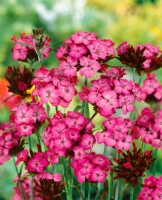 Dianthus carthusianorum 9 cm Topf - Größe nach Saison