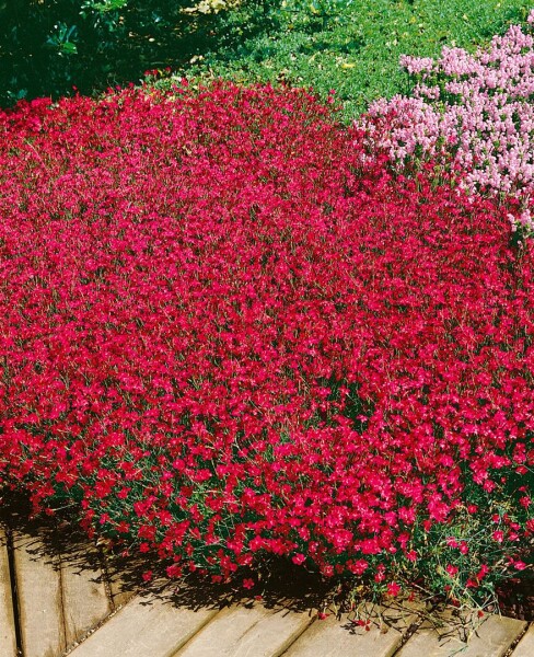 Dianthus deltoides Brillant 9 cm Topf - Größe nach Saison