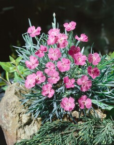 Dianthus gratianop.Eydangeri 9 cm Topf - Größe...