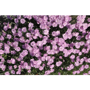 Dianthus gratianop.Pink Jewel 9 cm Topf -...