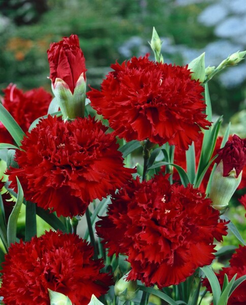 Dianthus gratianop.Rubin 9 cm Topf - Größe nach Saison