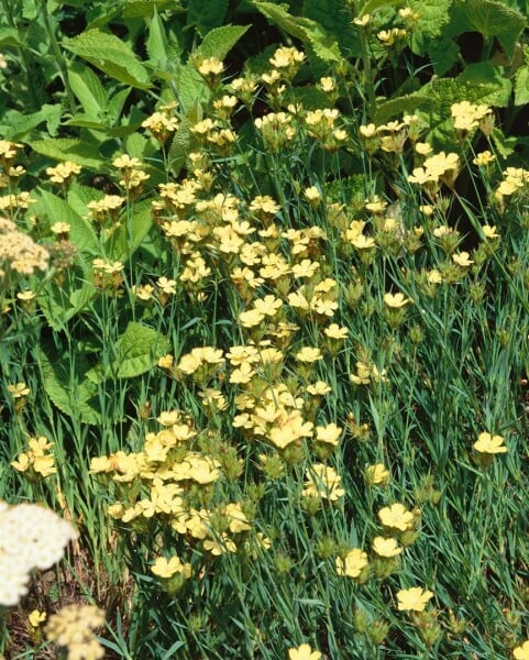 Dianthus knappii 9 cm Topf - Größe nach Saison