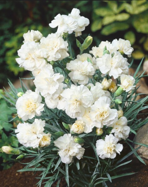 Dianthus plumarius Albus Plenus 9 cm Topf - Größe nach Saison