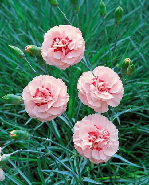 Dianthus plumarius Doris 9 cm Topf - Größe nach Saison