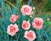 Dianthus plumarius Doris 9 cm Topf - Größe nach Saison