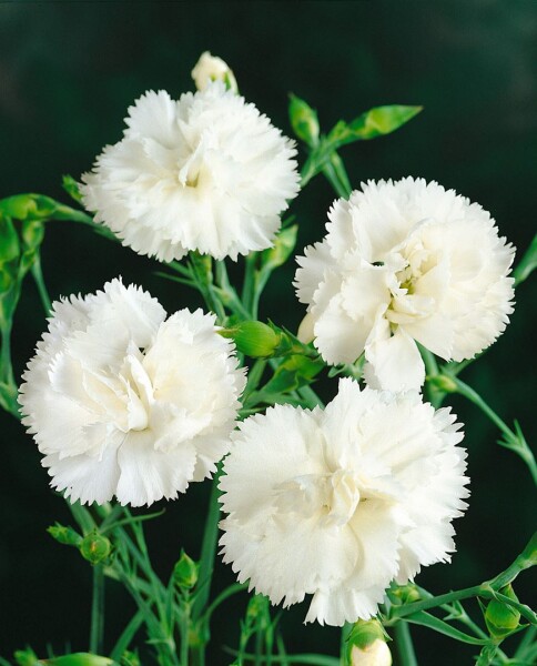 Dianthus plumarius Haytor 9 cm Topf - Größe nach Saison