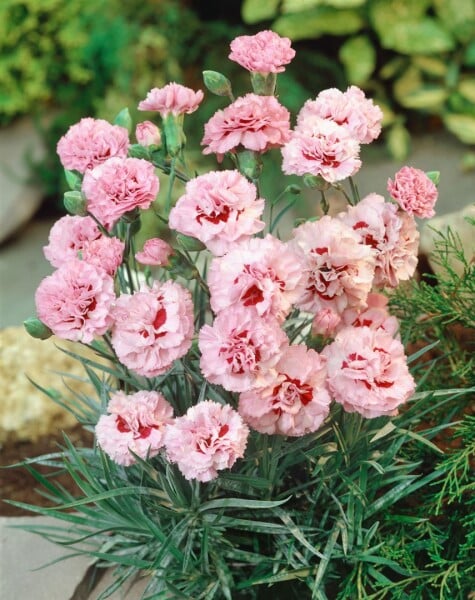 Dianthus plumarius Ine 9 cm Topf - Größe nach Saison