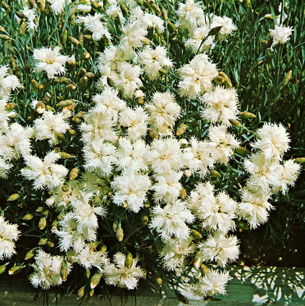 Dianthus plumarius Maischnee 9 cm Topf - Größe nach Saison