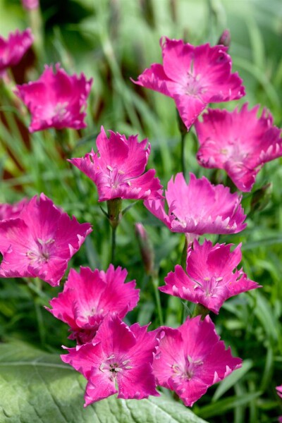 Dianthus superbus 9 cm Topf - Größe nach Saison