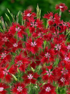 Dianthus superbus 9 cm Topf - Größe nach Saison