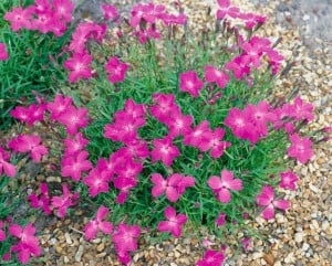 Dianthus superbus 9 cm Topf - Größe nach Saison