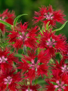 Dianthus superbus 9 cm Topf - Größe nach Saison