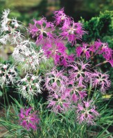 Dianthus superbus 9 cm Topf - Größe nach Saison