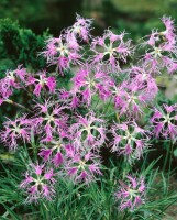 Dianthus superbus 9 cm Topf - Größe nach Saison