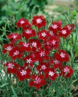 Dianthus superbus 9 cm Topf - Größe nach Saison