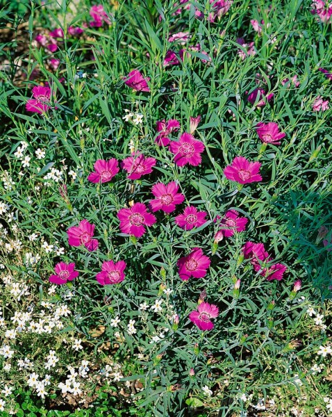 Dianthus sylvestris 9 cm Topf - Größe nach Saison