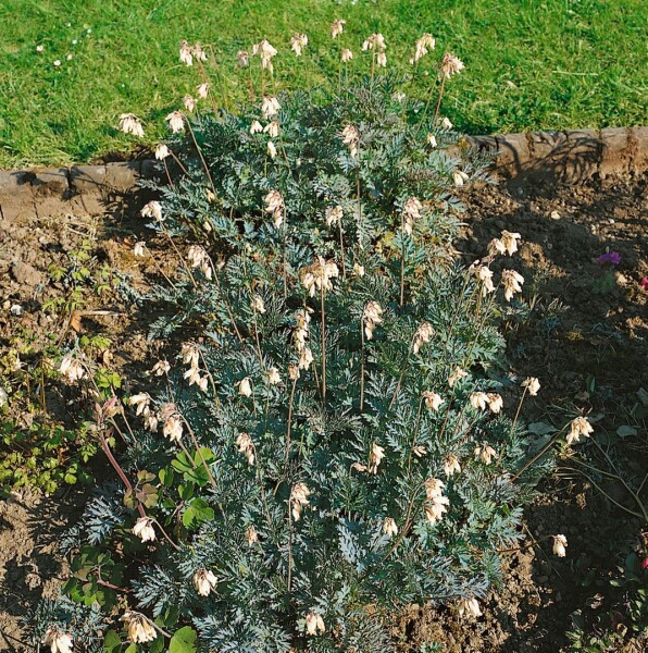 Dicentra formosa Aurora 9 cm Topf - Größe nach Saison