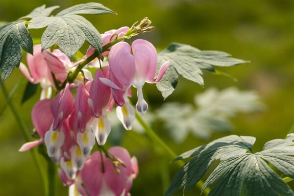 Dicentra spectabilis 9 cm Topf - Größe nach Saison