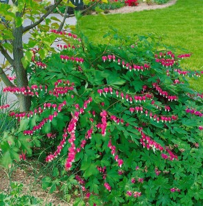 Dicentra spectabilis 9 cm Topf - Größe nach Saison