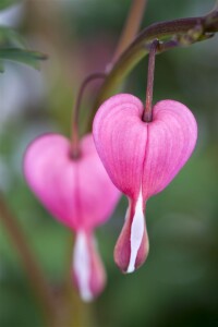 Dicentra spectabilis 9 cm Topf - Größe nach Saison