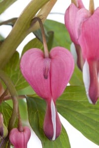 Dicentra spectabilis 9 cm Topf - Größe nach Saison