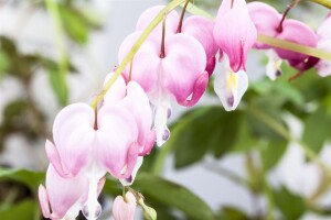 Dicentra spectabilis 9 cm Topf - Größe nach Saison