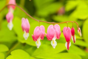 Dicentra spectabilis 9 cm Topf - Größe nach Saison