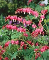 Dicentra spectabilis 9 cm Topf - Größe nach Saison