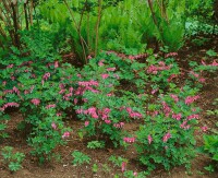 Dicentra spectabilis 9 cm Topf - Größe nach Saison