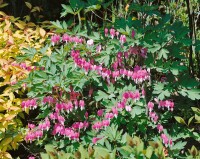 Dicentra spectabilis 9 cm Topf - Größe nach Saison