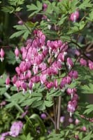 Dicentra spectabilis 9 cm Topf - Größe nach Saison