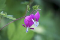 Dicentra spectabilis 9 cm Topf - Größe nach Saison