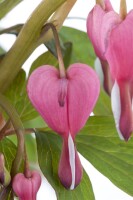 Dicentra spectabilis 9 cm Topf - Größe nach Saison