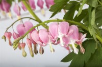 Dicentra spectabilis 9 cm Topf - Größe nach Saison