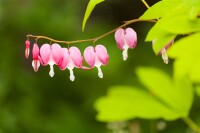 Dicentra spectabilis 9 cm Topf - Größe nach Saison