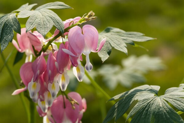 Dicentra spectabilis C 3