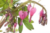 Dicentra spectabilis C 3