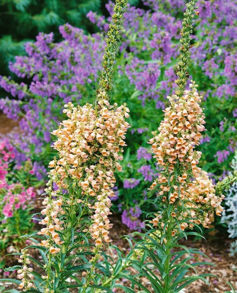 Digitalis ferruginea Gigantea 9 cm Topf - Größe nach Saison