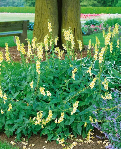 Digitalis grandiflora 9 cm Topf - Größe nach Saison