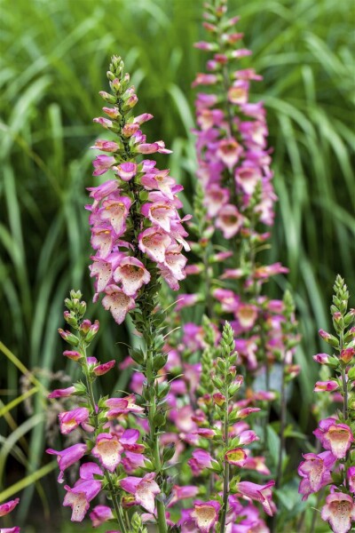 Digitalis purpurea 9 cm Topf - Größe nach Saison