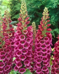 Digitalis purpurea 9 cm Topf - Größe nach Saison