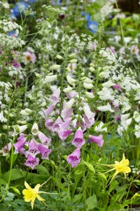 Digitalis purpurea 9 cm Topf - Größe nach Saison