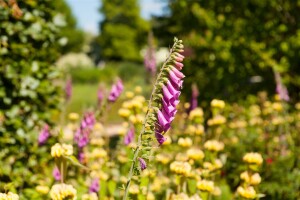 Digitalis purpurea 9 cm Topf - Größe nach Saison