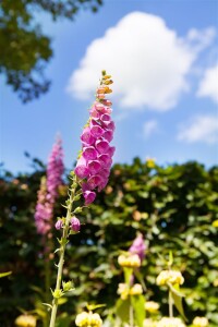 Digitalis purpurea 9 cm Topf - Größe nach Saison