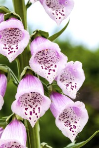 Digitalis purpurea 9 cm Topf - Größe nach Saison