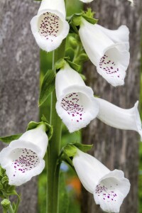 Digitalis purpurea 9 cm Topf - Größe nach Saison