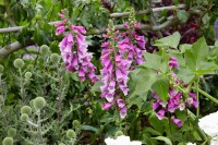 Digitalis purpurea 9 cm Topf - Größe nach Saison