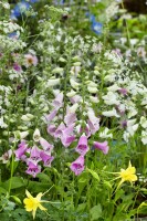 Digitalis purpurea 9 cm Topf - Größe nach Saison