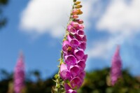 Digitalis purpurea 9 cm Topf - Größe nach Saison