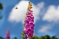 Digitalis purpurea 9 cm Topf - Größe nach Saison